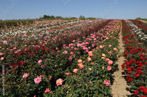 Photo: champ de rosiers champ de rosiers