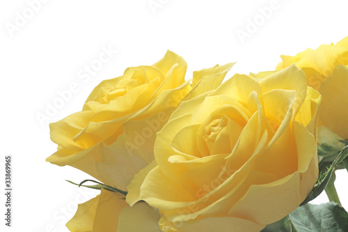 Photo: Bright cheerful yellow roses Bright cheerful yellow roses