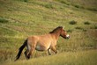 Cheval sauvage, Mongolie