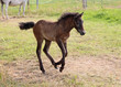 Photo: Camargue Fohlen Camargue Fohlen