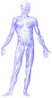 muscle-man front