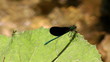 Blue butterfly by a stream