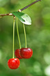 cherry