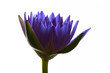 Blue lotus flower and white background. Blue lotus flower and white background.