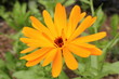 Garten-Ringelblume