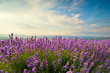lavender field