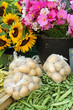 Au marché : Tournesols, Cosmos, Haricots écheleurs... Au marché : Tournesols, Cosmos, Haricots écheleurs...