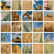 Photo: composition agriculture composition agriculture