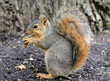 squirrel eating peanut