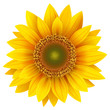 Sunflower isolated, vector.