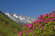 Alpenrosenblüte