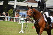 Start Reitturnier Start Reitturnier