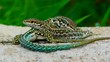 Various Lizards Action
