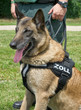 Zollhund