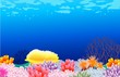 beautiful corals background beautiful corals background