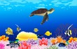 Beautiful sealife background Beautiful sealife background