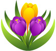 Crocus Flowers