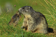 marmotte marmotte
