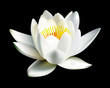 white water lily flower