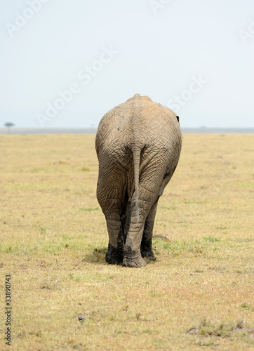 Photo: elephant elephant