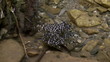 reproduction of insects in a mountain river