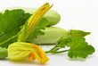 Flowers, leaves and vegetable marrow isolated on a white Flowers, leaves and vegetable marrow isolated on a white