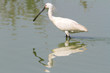 Common Spoonbill in water - Platalea leucorodia