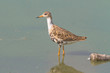A Ruff searching for food in the shallow water of a lake