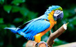 Ruffled Feathers