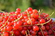 red currant berries