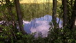 quiet pond overgrown with reeds