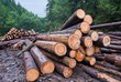 pine barrels in a forest pine barrels in a forest