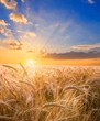 wheat field at the sunset wheat field at the sunset