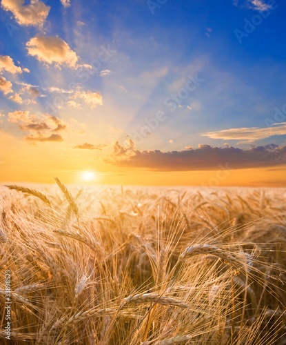 Photo: wheat field at the sunset wheat field at the sunset
