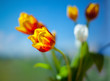 orange tulips