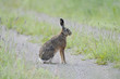 Hase auf Feldweg