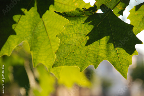 Photo: TEXTURAS DE HOJAS DE PLATANUS HISPANICA TEXTURAS DE HOJAS DE PLATANUS HISPANICA