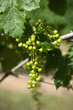 Raisin, vigne, vin, vendange, viticole, viticulture, grappe