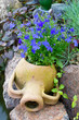 blue lobelia in a jar