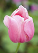 Pink Tulip isolated Pink Tulip isolated