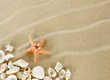 Starfish and shells on a sand beach