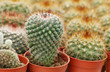 mini cactus