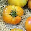 Tomate 
