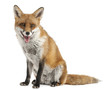 Red Fox, Vulpes vulpes, 4 years old, in front of white Red Fox, Vulpes vulpes, 4 years old, in front of white