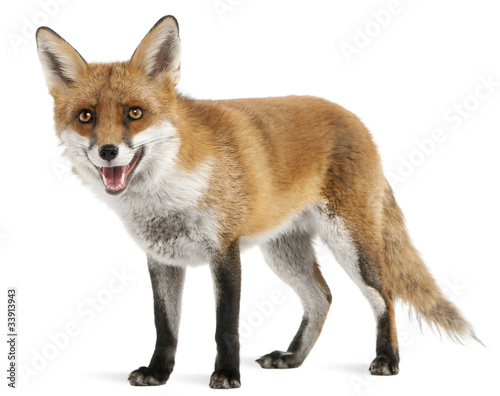 Photo: Red Fox, Vulpes vulpes, 4 years old, in front of white Red Fox, Vulpes vulpes, 4 years old, in front of white
