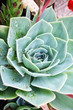 plante grasse