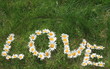 Daisy Love