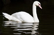Photo: White swan with reflextion on water White swan with reflextion on water