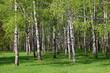 Birch forest.
