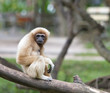 Photo: White handed Gibbon or Lar Gibbon White handed Gibbon or Lar Gibbon